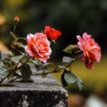 cremation services Cedarburg, WI