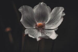 funeral homes Belgium, WI