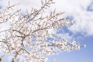 cremation services in Cedarburg, WI